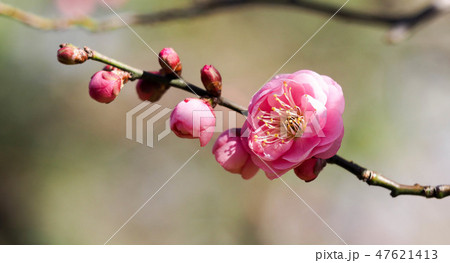 紅梅　2月 47621413