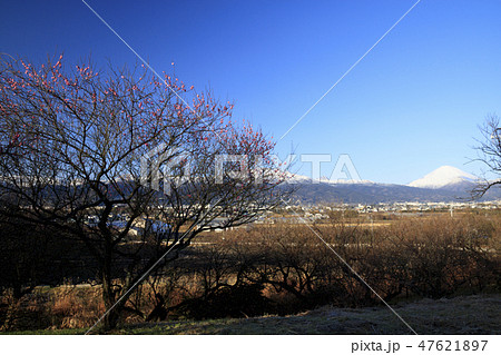 曽我梅林 曽我梅林 47621897