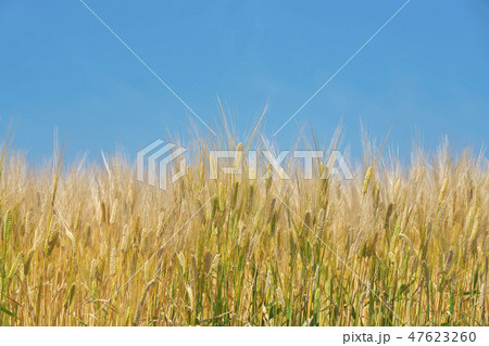 湖国のビール麦畑 湖国のビール麦畑 47623260