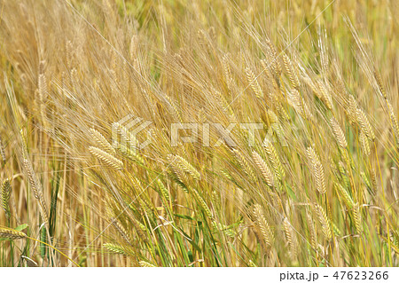 湖国のビール麦畑 湖国のビール麦畑 47623266