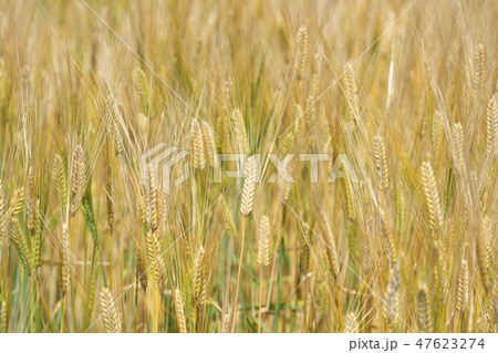 湖国のビール麦畑 湖国のビール麦畑 47623274