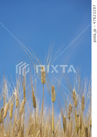 湖国のビール麦畑 湖国のビール麦畑 47623297