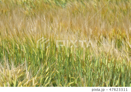 湖国のビール麦畑 湖国のビール麦畑 47623311
