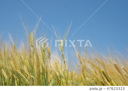 湖国のビール麦畑 湖国のビール麦畑 47623323