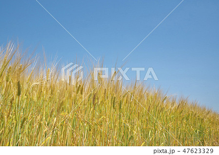 湖国のビール麦畑 湖国のビール麦畑 47623329