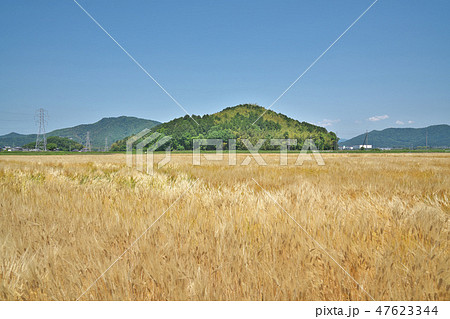 湖国のビール麦畑 47623344