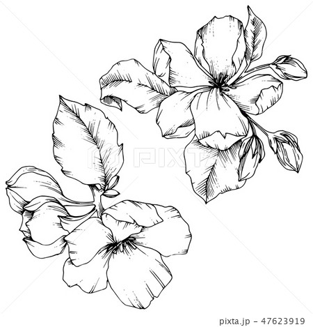 Vector Apple blossom floral botanical flower. Black and white engraved ink art. Isolated flowers 47623919