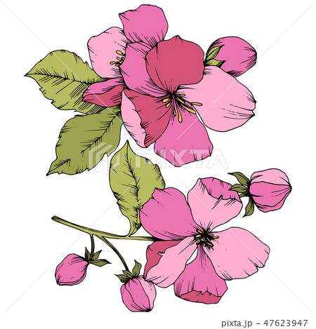 Vector Apple blossom floral botanical flower. Pink and green engraved ink art. Isolated flowers Vector Apple blossom floral botanical flower. Pink and green engraved ink art. Isolated flowers 47623947