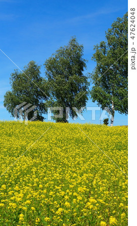 菜の花の丘 47624048