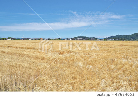 湖国のビール麦畑 47624053