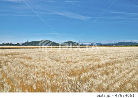 湖国のビール麦畑 47624061