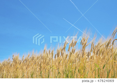 湖国のビール麦畑 湖国のビール麦畑 47624069