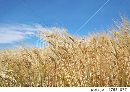 湖国のビール麦畑 47624077