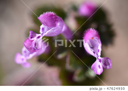 ホトケノザ(仏の座) ホトケノザ(仏の座) 47624930