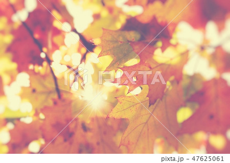 Autumn leaves in beautiful fall park. 47625061