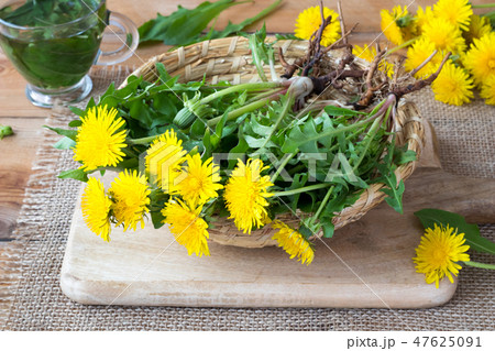 Whole dandelion plants with roots in a basket 47625091