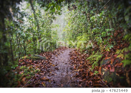 Green tropical jungle.Palm tree leaves. 47625449