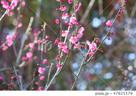梅の花　一重寒紅 47625579