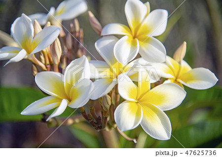 プルメリアの花の写真素材