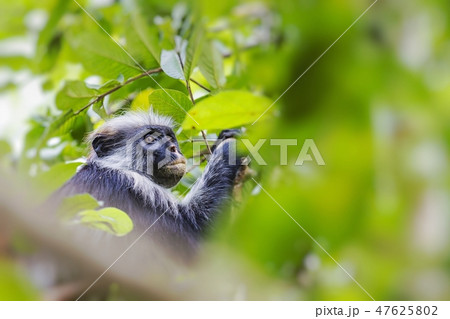 Red Colobus Monkey In Zanzibar Selective Focus の写真素材