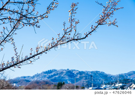 早咲きの梅の花と初雪の高尾山 47626046