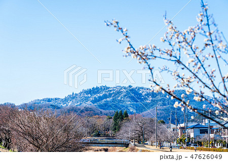 早咲きの梅の花と初雪の高尾山 47626049