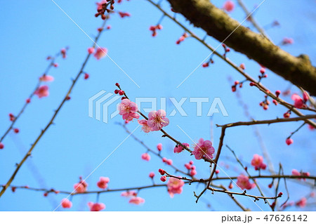 梅の花 道知辺 梅の花 道知辺 47626142