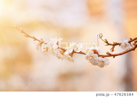 Apricot tree blossoms Apricot tree blossoms 47626384