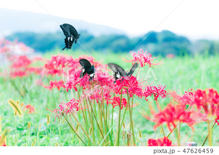 彼岸花と蝶 彼岸花と蝶 47626459