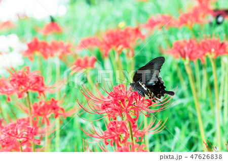 彼岸花と蝶 彼岸花と蝶 47626838
