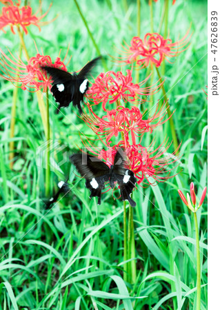 彼岸花と蝶 47626839