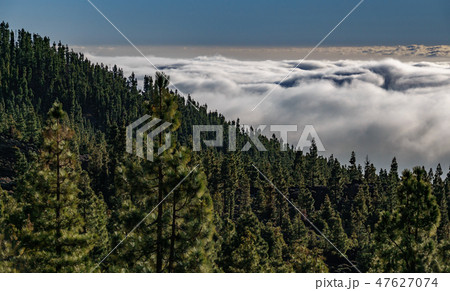 Pine tree forest over the ocean of clouds 47627074