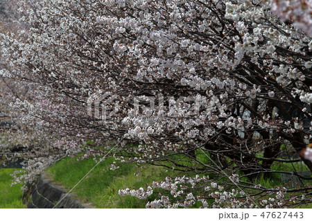 千島桜まんかい 千島桜まんかい 47627443