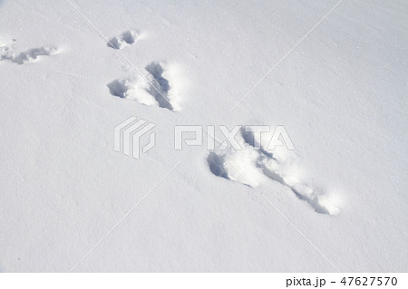 雪に残るノウサギの足跡の写真素材