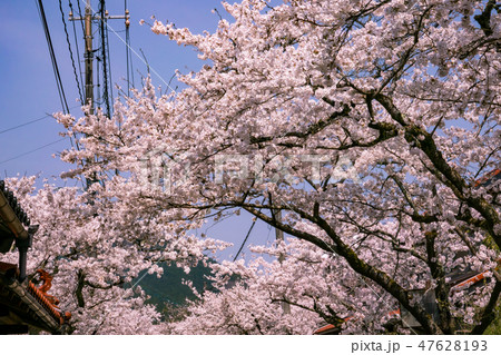 がいせん桜 がいせん桜 47628193