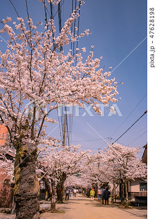 がいせん桜 がいせん桜 47628198