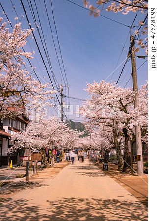 がいせん桜 47628199