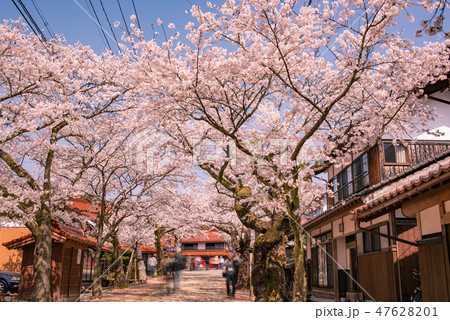 がいせん桜 がいせん桜 47628201