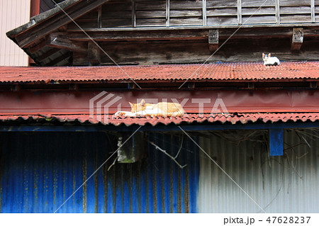 昼寝猫　　・・・ｚｚＺＺＺ・・ｚＺＺ・・ 47628237