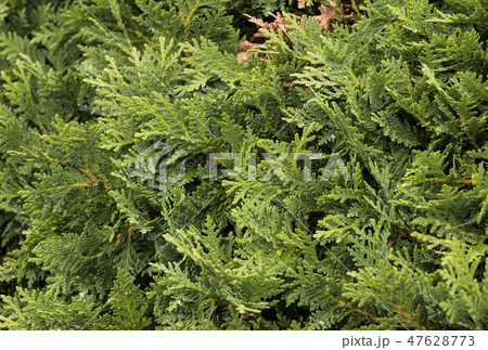 Spruce twig background in summer close-up shot Spruce twig background in summer close-up shot 47628773