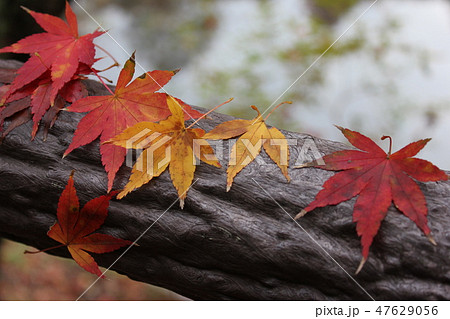 紅葉狩り　　☆☆★☆てるやまもみじ☆★☆☆ 47629056