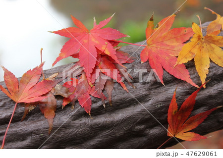 紅葉狩り　　☆☆★☆てるやまもみじ☆★☆☆ 47629061