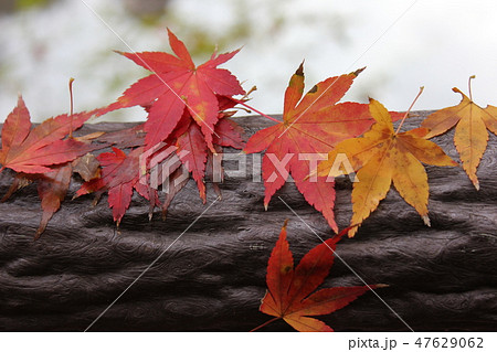 紅葉狩り ☆☆★☆てるやまもみじ☆★☆☆ 紅葉狩り ☆☆★☆てるやまもみじ☆★☆☆ 47629062
