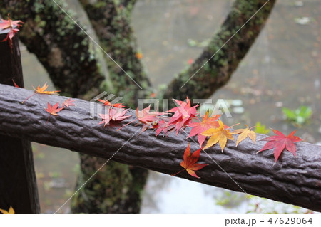 紅葉狩り　　☆☆★☆てるやまもみじ☆★☆☆ 47629064