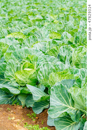 畑イメージ 47629314