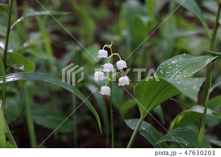 日本スズラン 君影草 春の花 白い花の写真素材