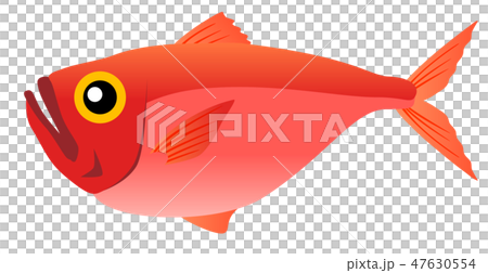 Red snapper 47630554