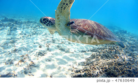 沖縄　渡嘉敷島の渡嘉志久ビーチ　アオウミガメの水中写真 47630649