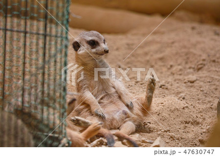 ミーアキャット 47630747