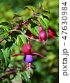 Fuchsia triphylla 47630984